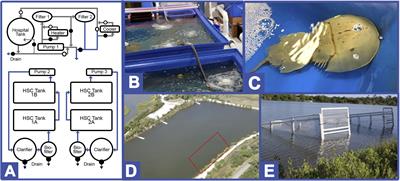 Evaluation of Indoor and Outdoor Aquaculture Systems as Alternatives to Harvesting Hemolymph From Random Wild Capture of Horseshoe Crabs